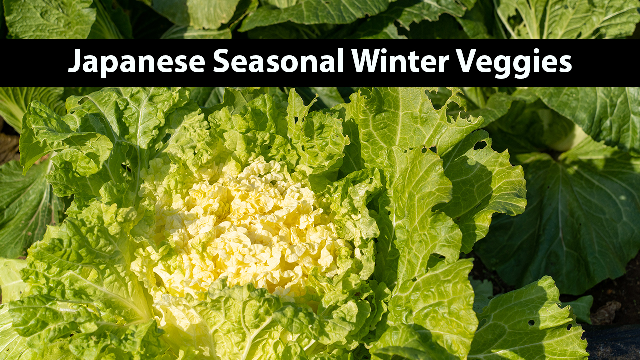 How Cold is Winter in Japan?