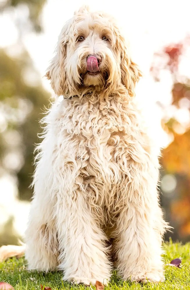 Wattleview Cobberdogs Australian Cobberdog Breeder