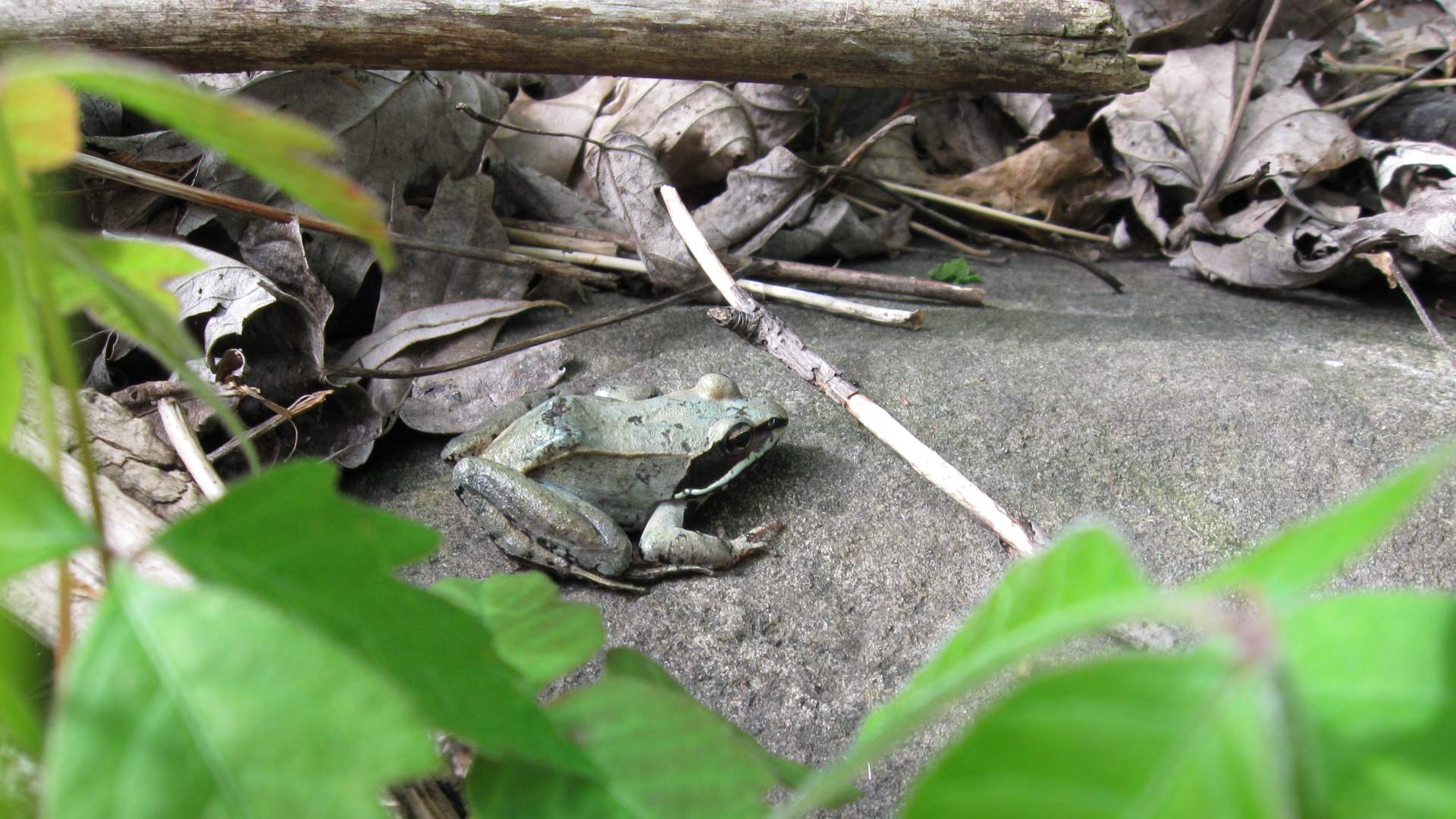 Reconstruction of Beebe Road from Hopkins Creek to WilsonBurt Road