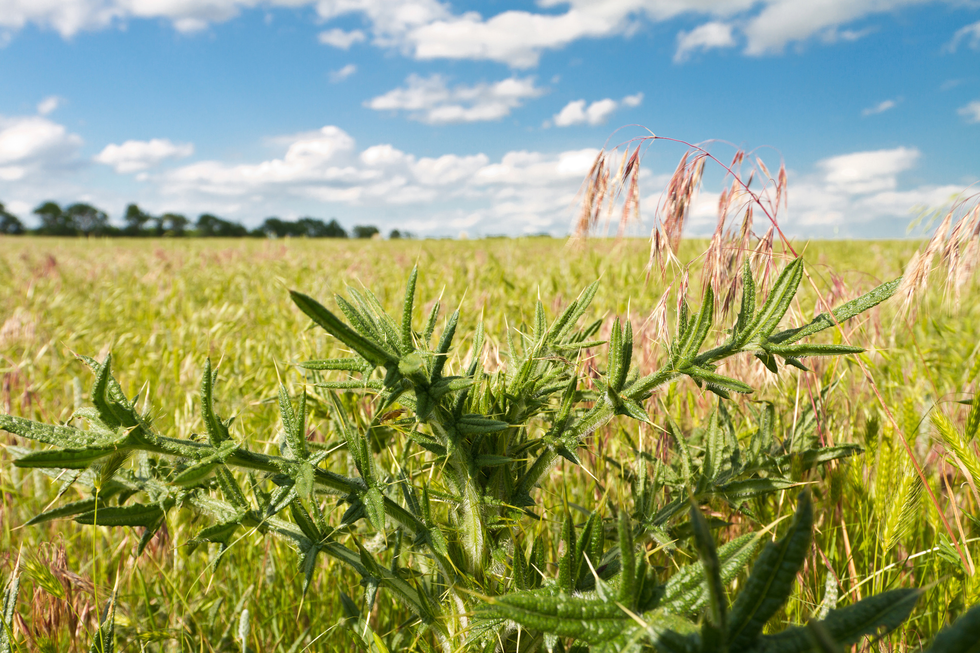 The Advantages of Hiring a Weed Control Service What You Need to Know