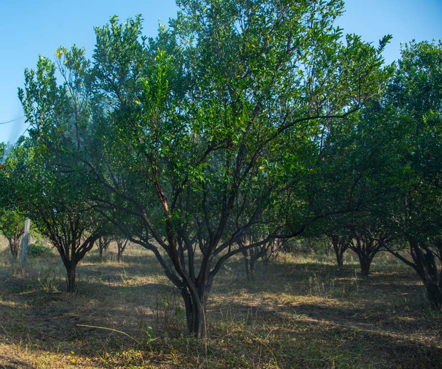 Tree Replanting Services Watts Tree Service