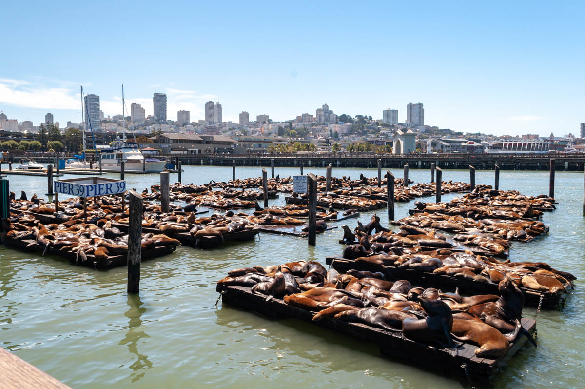 Exploring Fisherman's Wharf and meeting the Pier 39 seals WattWhereHow?