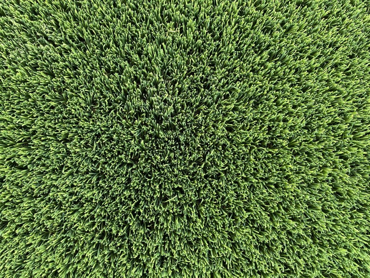 Albany Green Perth's Best Artificial Grass Wa Turf Gurus Only The Best