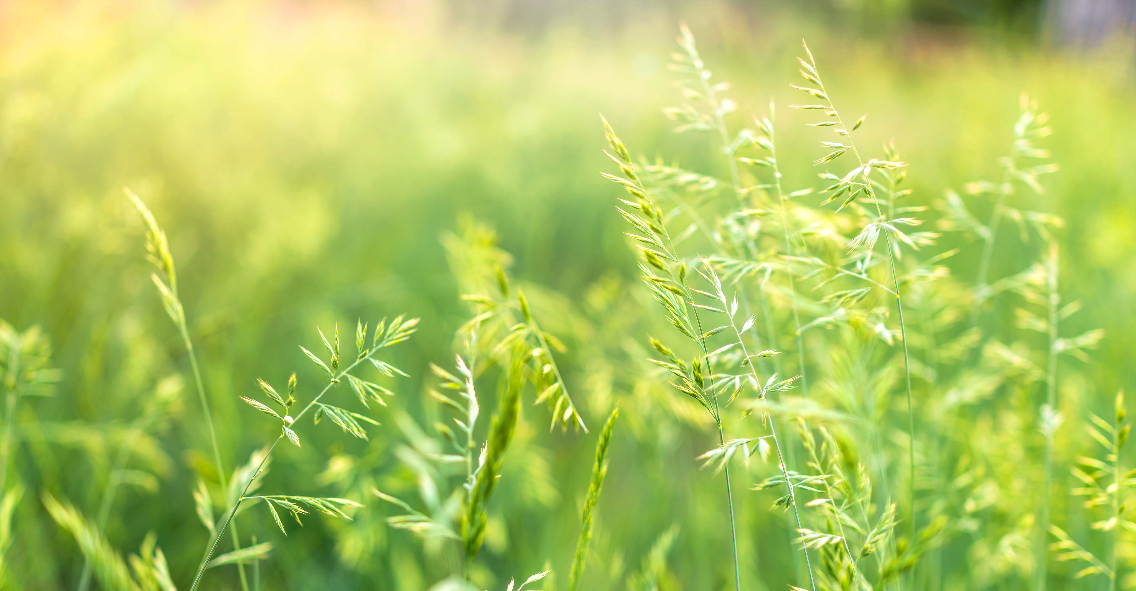 The Order of Melchizedek and the Law of Tithe Sermons