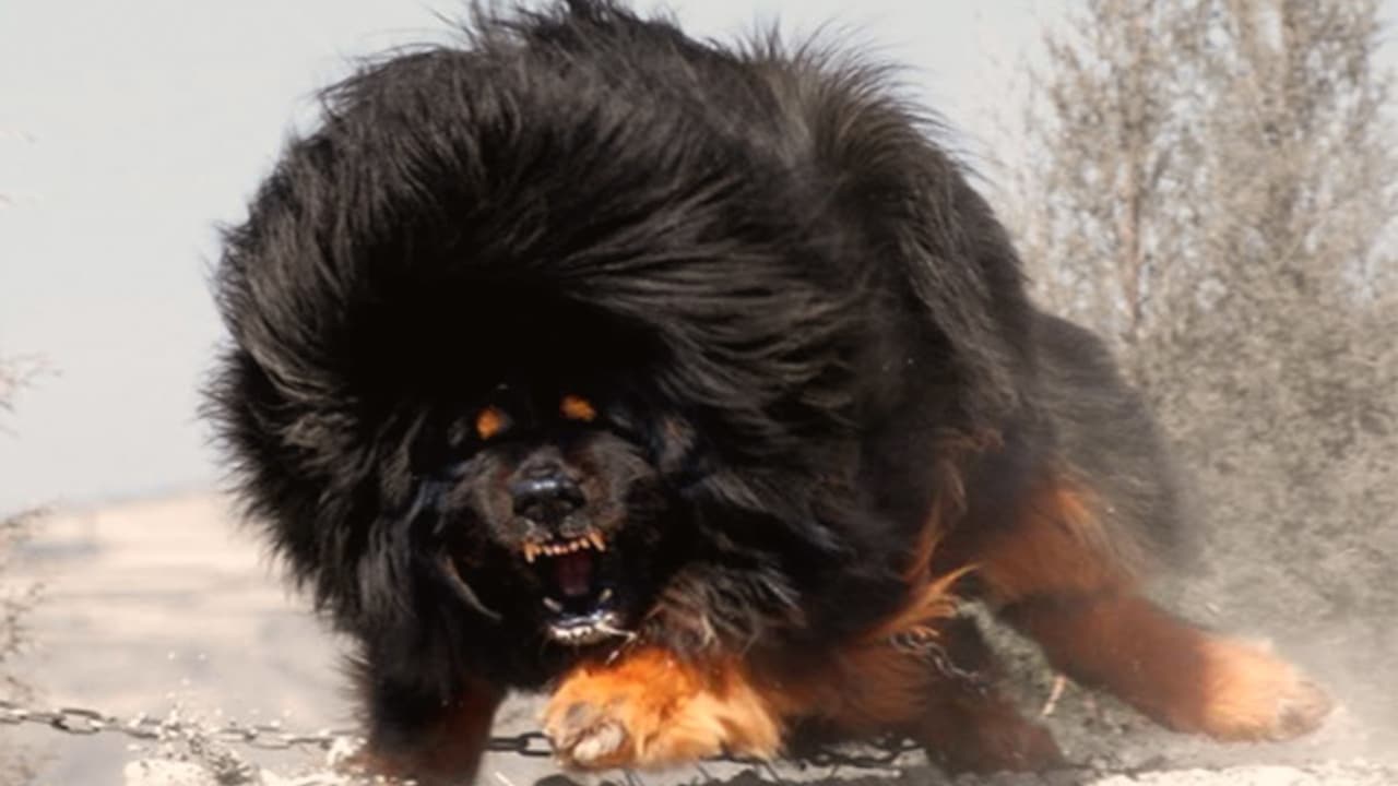 Top 10 dangerous dog breeds for households with children Wauf!