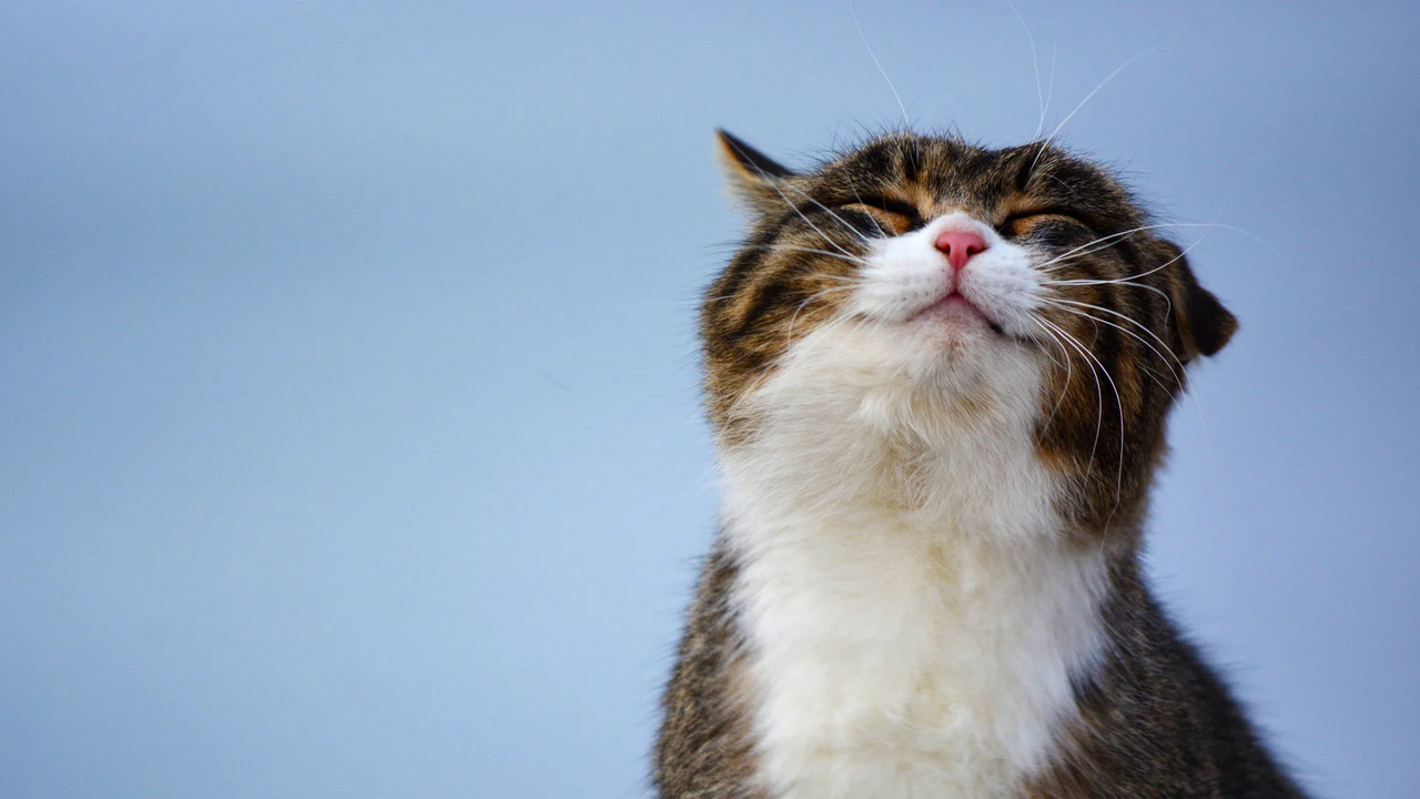 5 simple ways to make your cat happier Wauf!