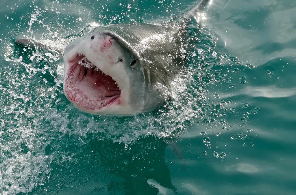 Are There Great White Sharks In British Waters? Wavelength Surf