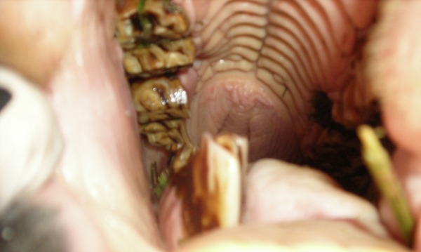 Equine Dentist: Career and Salary Facts Learn.org