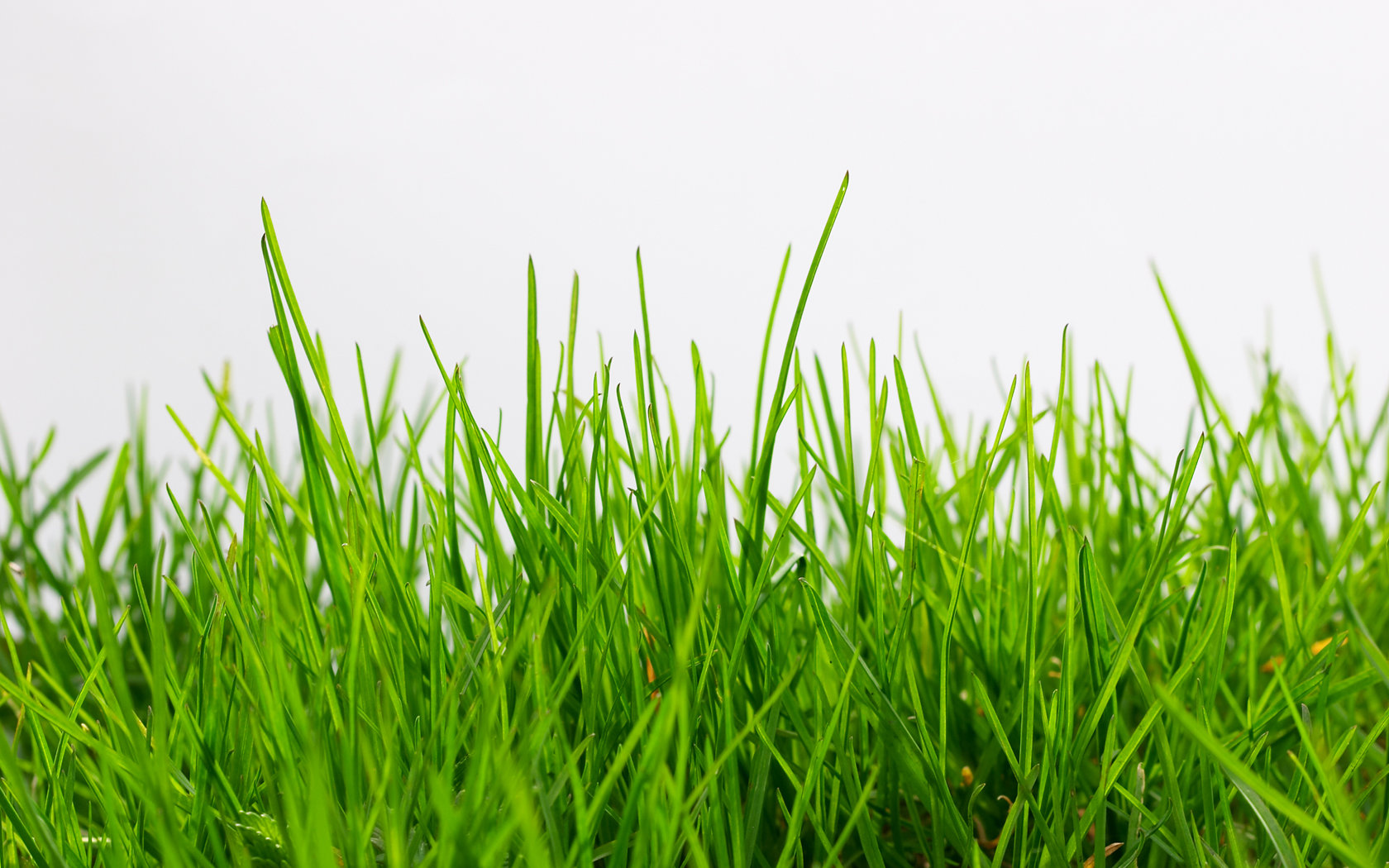 Listing ownership Whose grass is it anyways? WAV Group Consulting