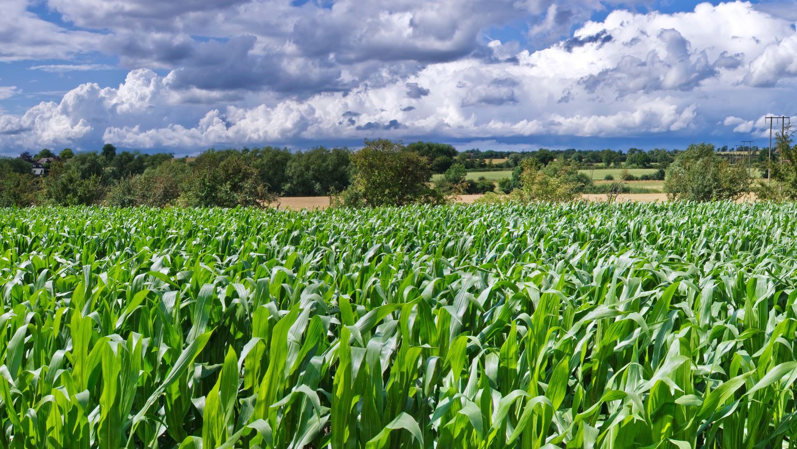 The Corn Revolution Maize Cultivation Apush Wave Tech Global