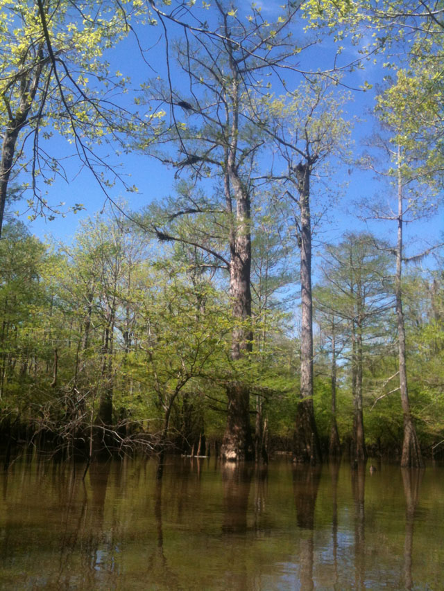 Mississippi bayou STABLE KAYAKS AND MICROSKIFFS MADE BY WAVEWALK