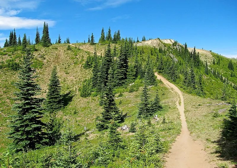 Washington Wild Forest Service Releases Improved Roads Decision on