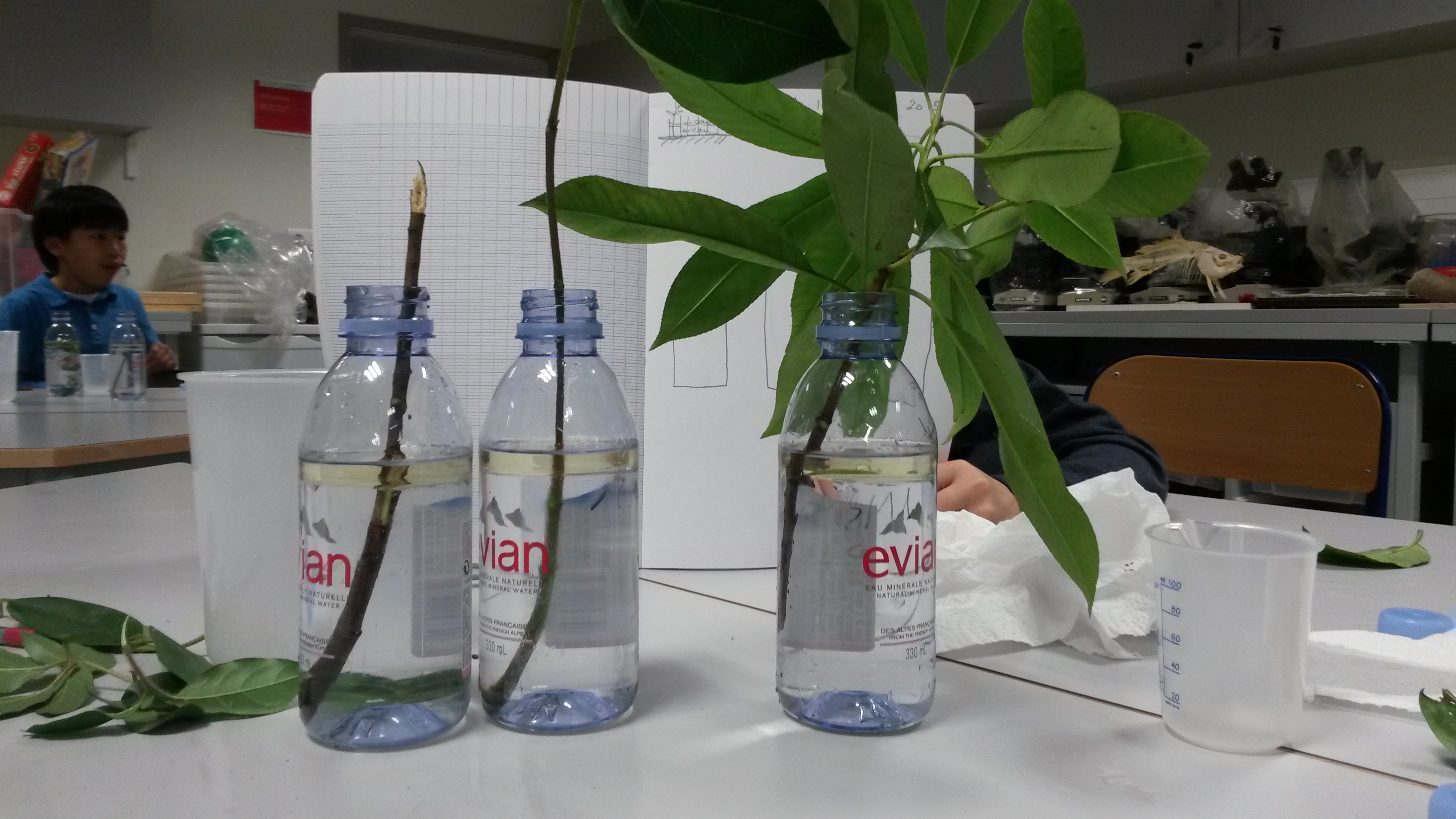 WAX Science Atelier virtuel n°5 les plantes, l’eau et