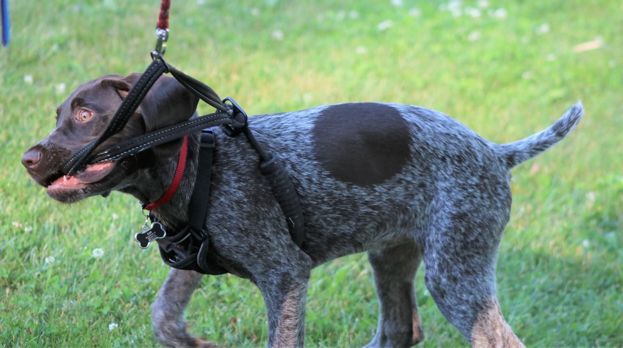 Help! My puppy bites her leash Way Cool Canines