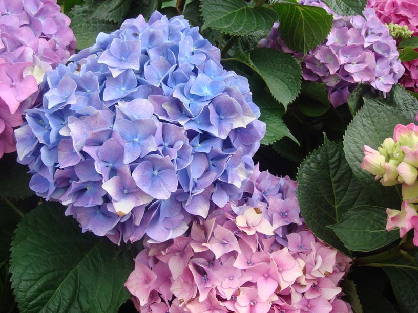 How to Change Hydrangea Color N.C. Cooperative Extension