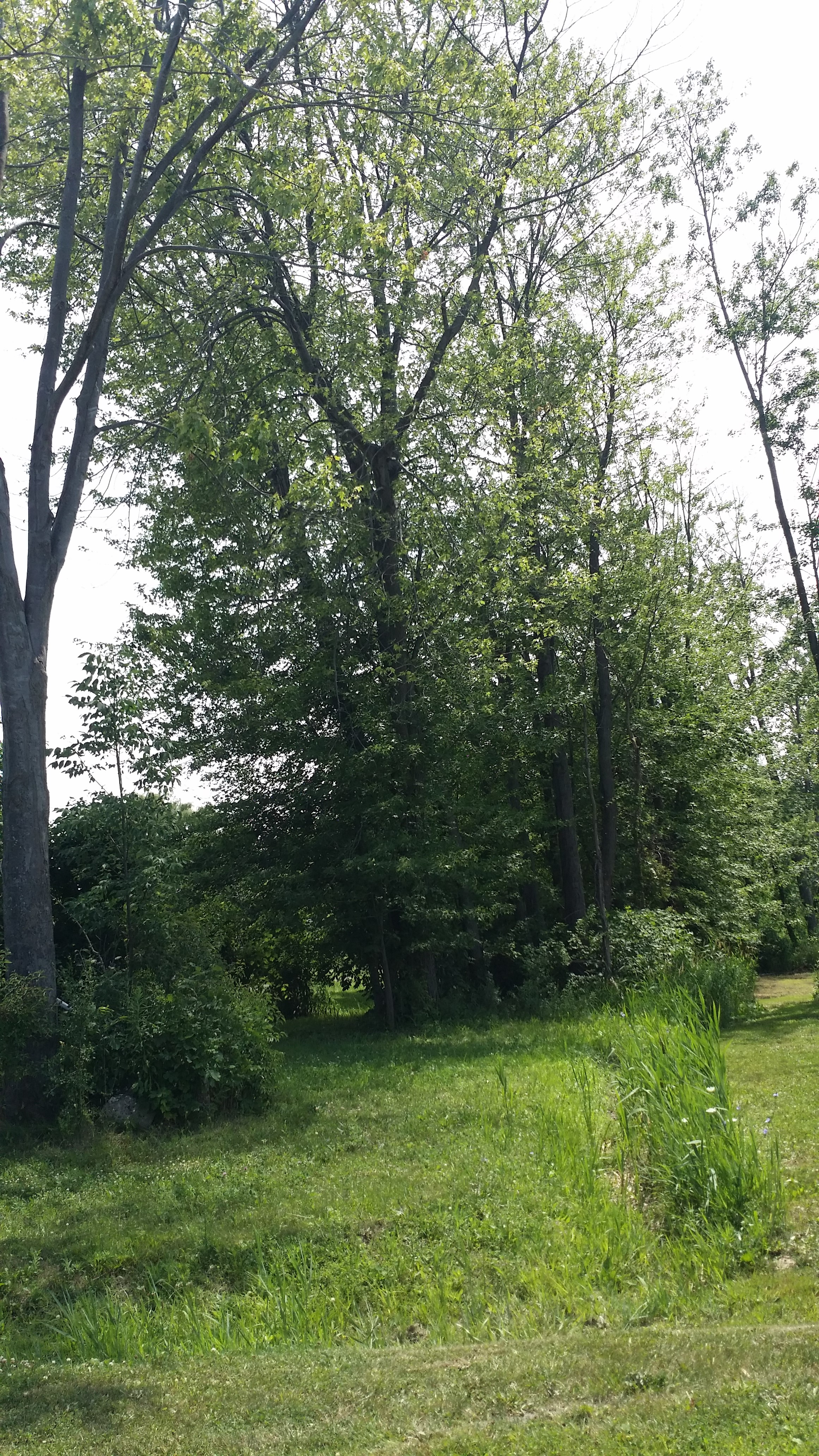 Vacant Lee Rd Wayne County Land Bank