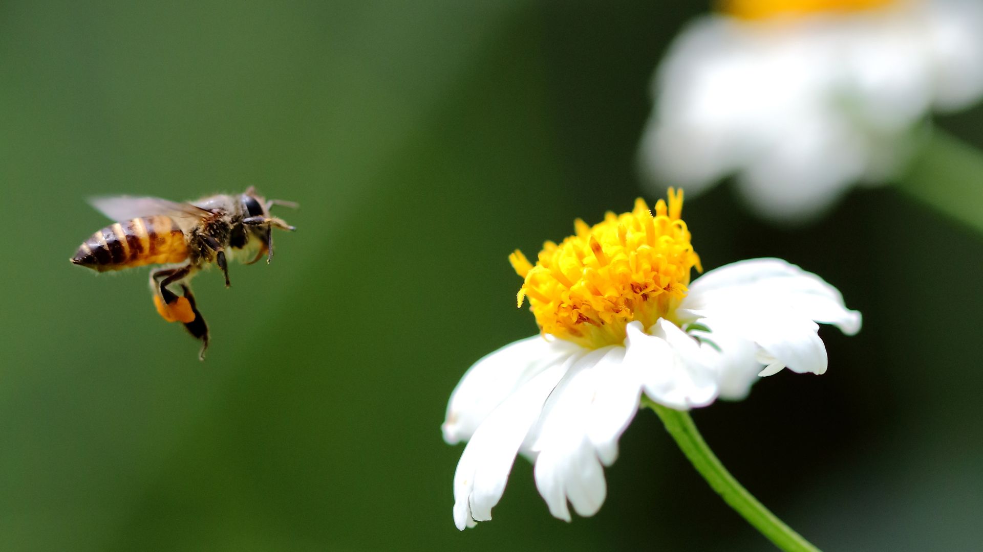 How Far Do Honey Bees Travel? Discovering the Remarkable Distance