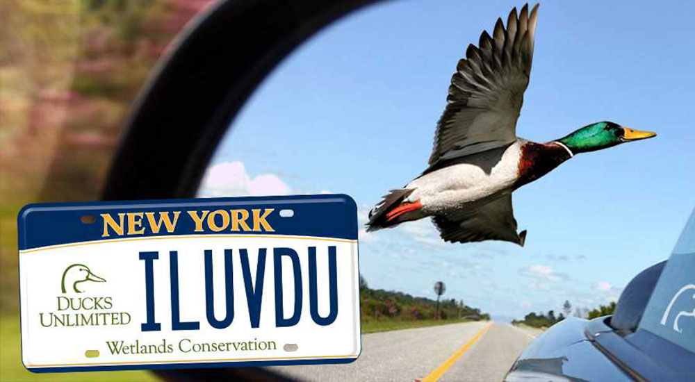 New York State releases Ducks Unlimited license plates The Times of