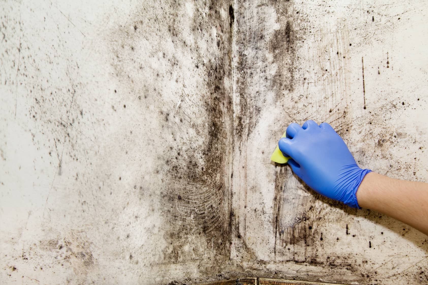 How Fast Does Mold Grow And What To Do About It | Waypoint Inspection