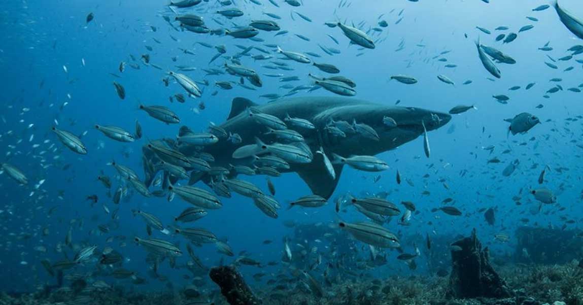 Destinations WB Diving