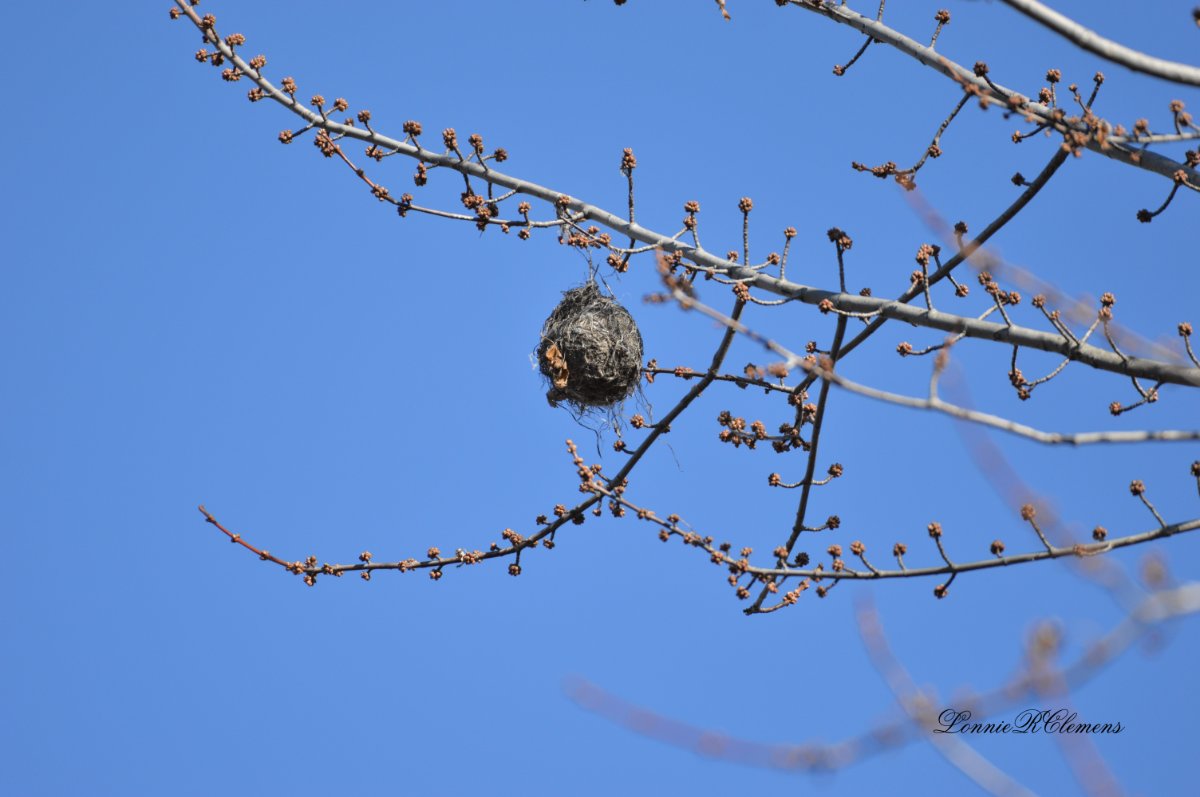 Is this a hanging birds nest? Help Me Identify a North