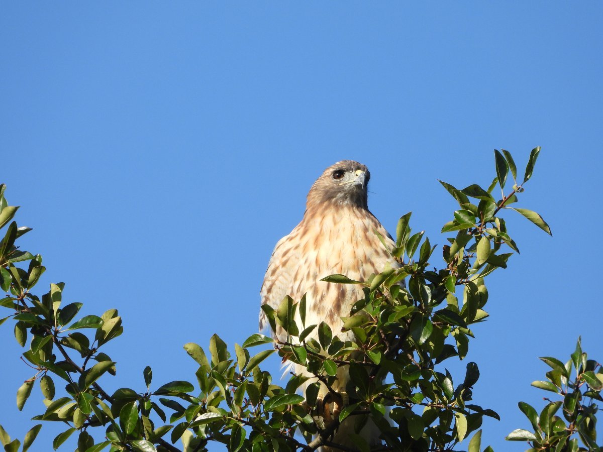 Buteo? Help Me Identify a North American Bird Whatbird Community