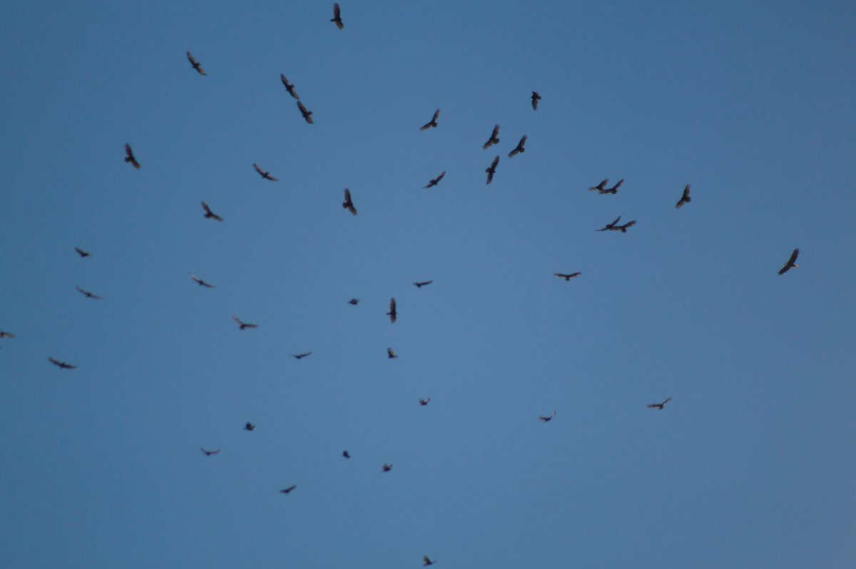 Flock of vultures. Photo Sharing and Discussion Whatbird Community
