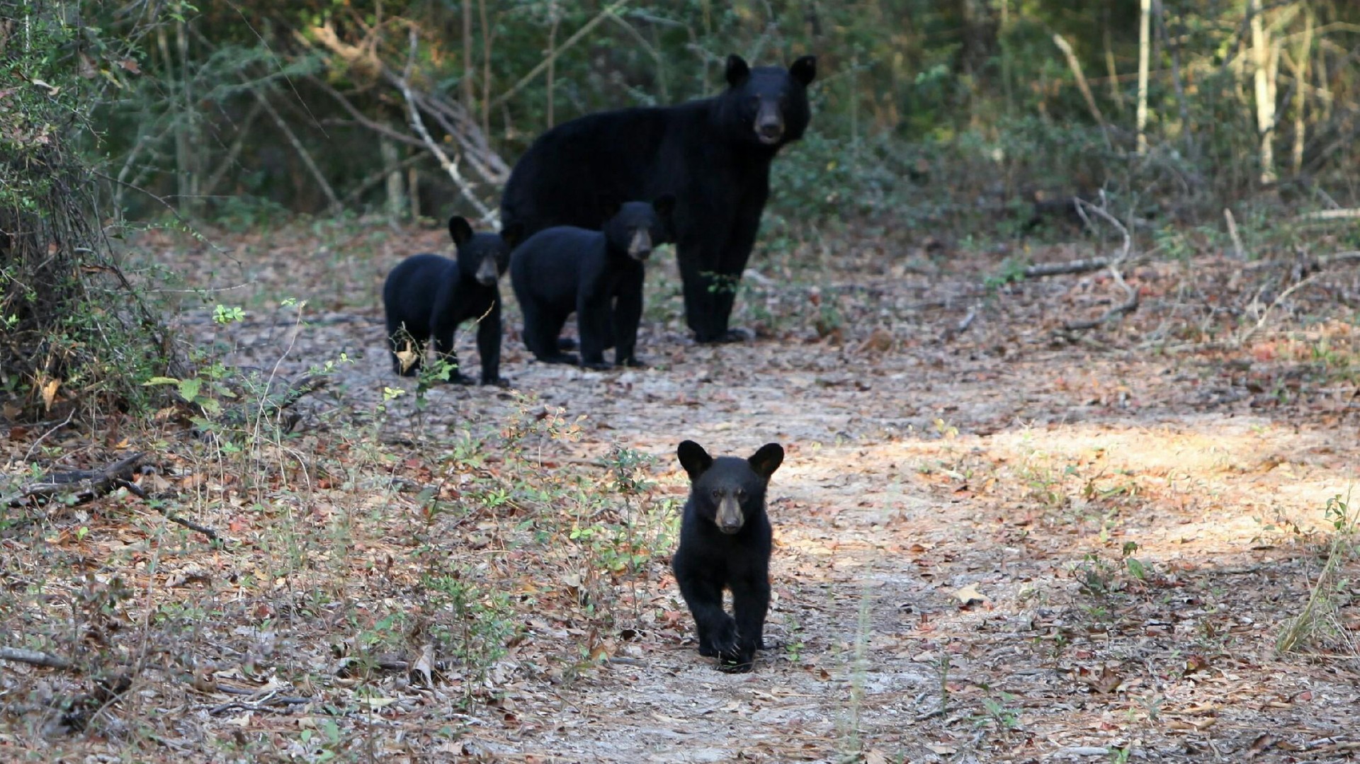 Scientists Track Alabama Bear Cub Survival Rate WBHM 90.3