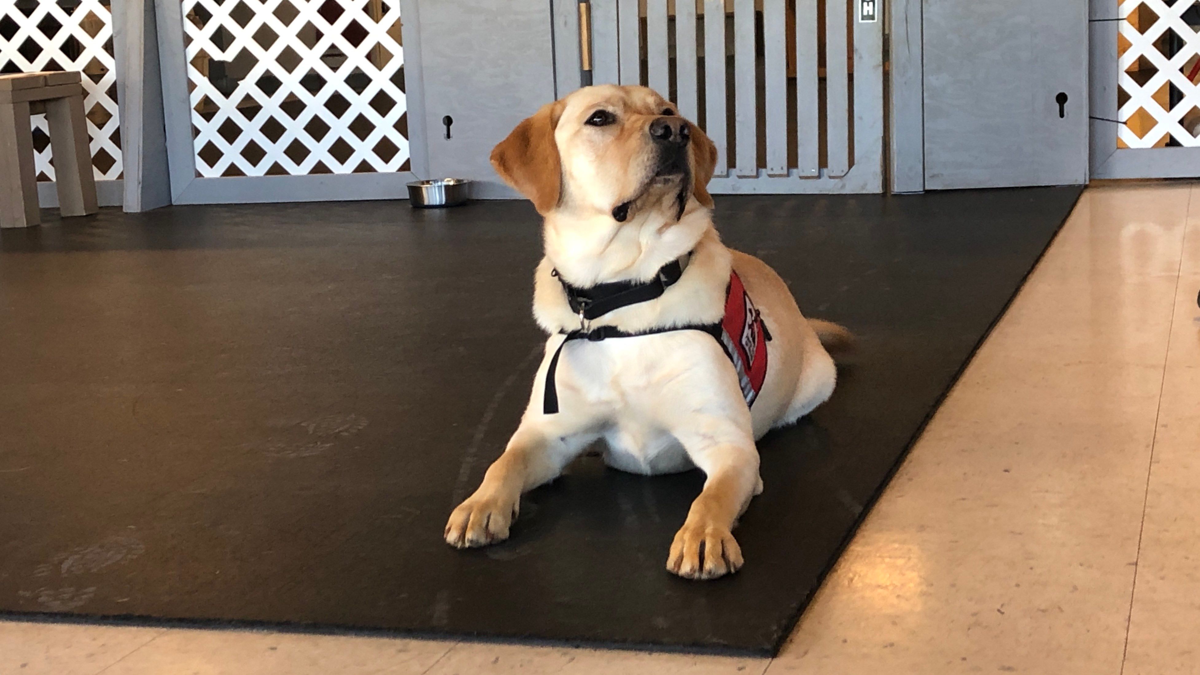 Service dogs struggle to train during COVID19 pandemic