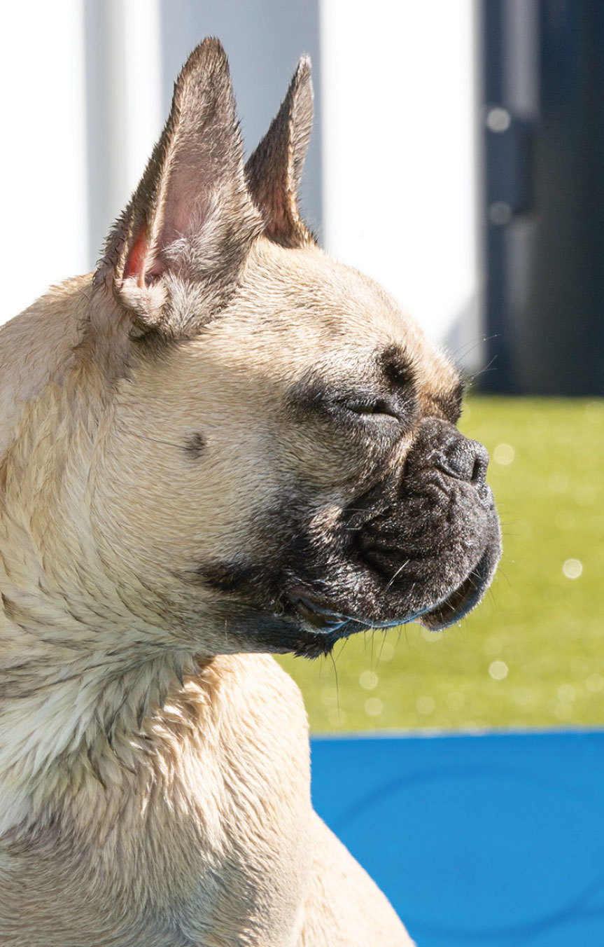 Pampered Pet Resorts Wilson Creative Group