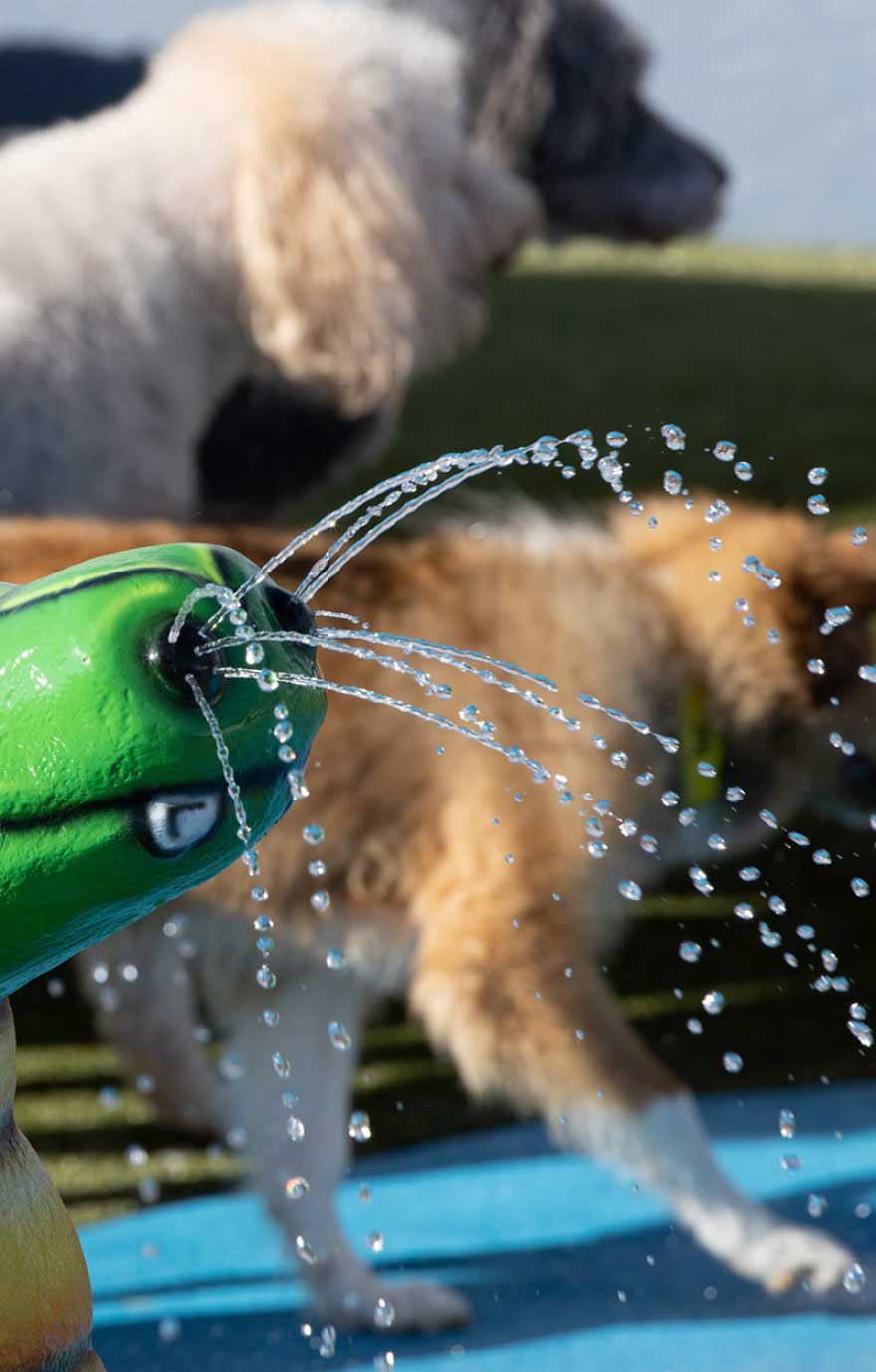 Pampered Pet Resorts Wilson Creative Group