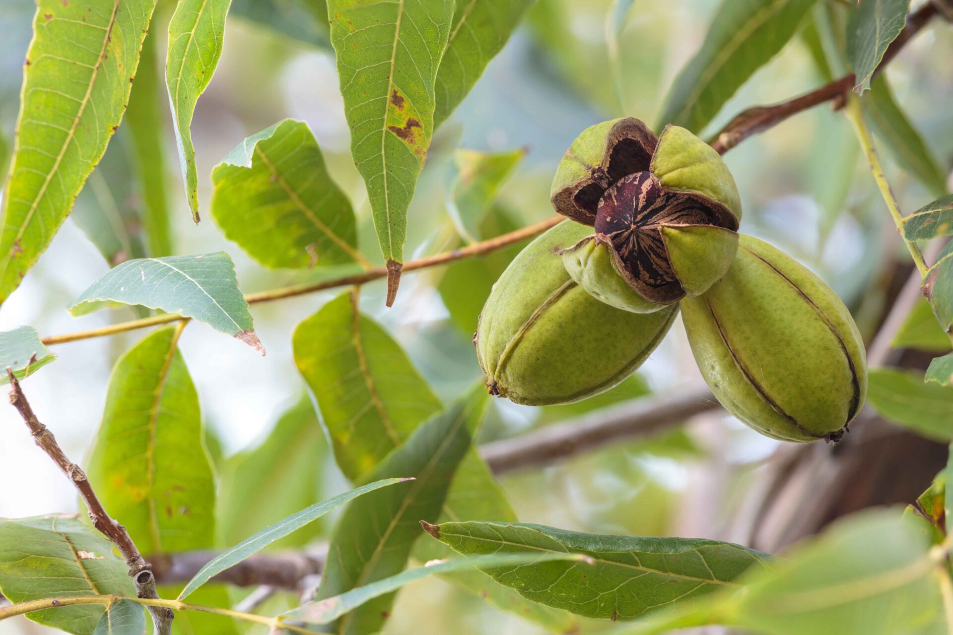 Insecticide Efficacy for Pecan Aphids West Coast Nut