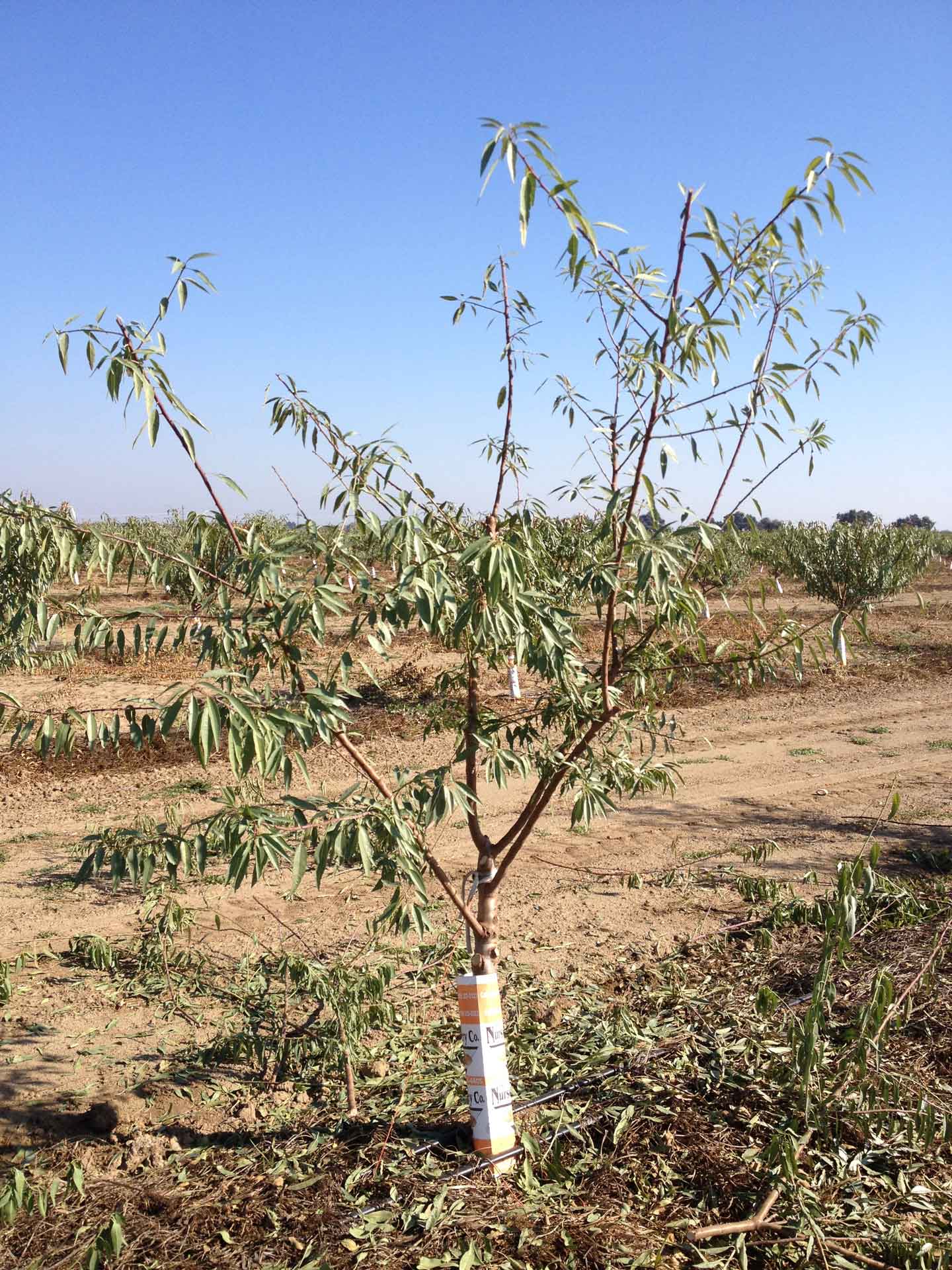 Standard long pruning.