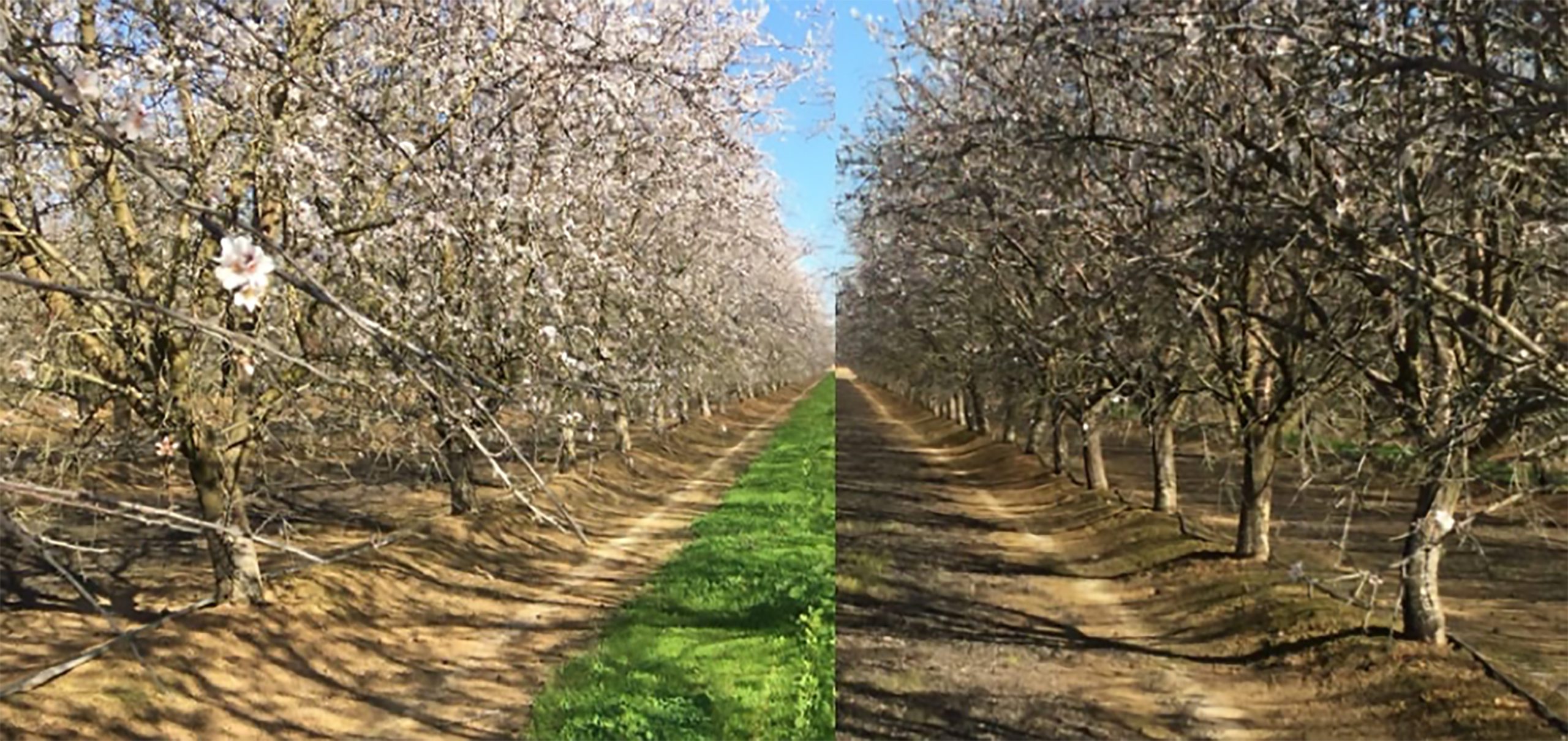 Whole Orchard Cover Crops West Coast Nut