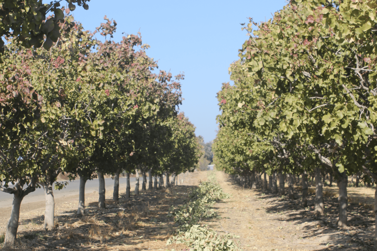 Canopy Management in Pistachio for GoodQuality Annual Crops West