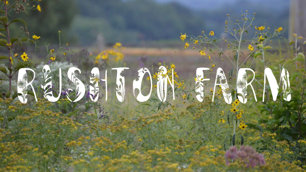 WILDFLOWER WEEK RUSHTON FARM MEADOW