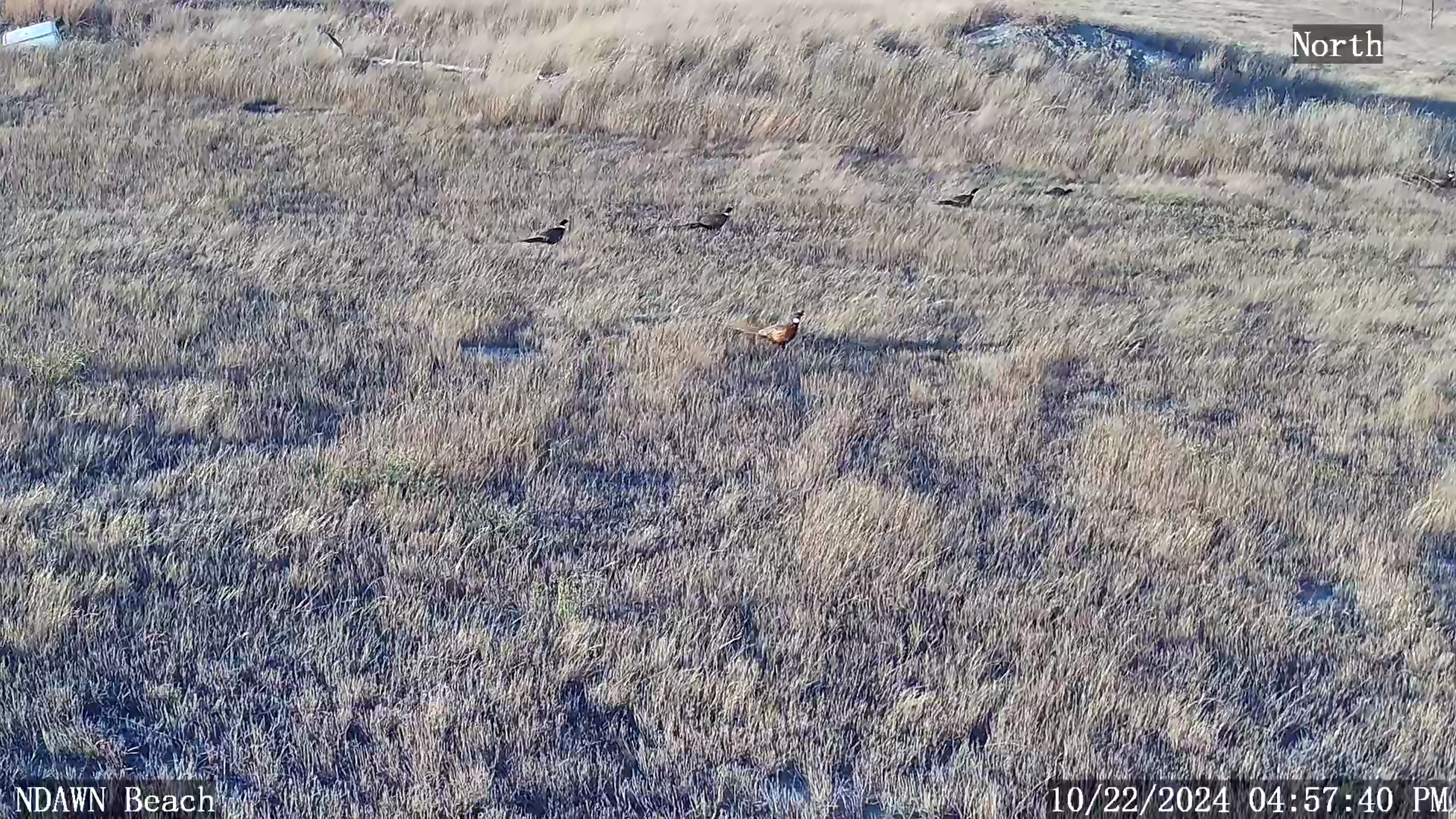 October 25, 2024 Newsletter WDEA