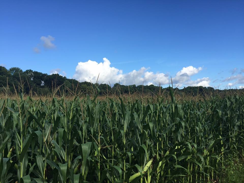 Michigan Farms Do More With Less [DATA] WDET 101.9 FM