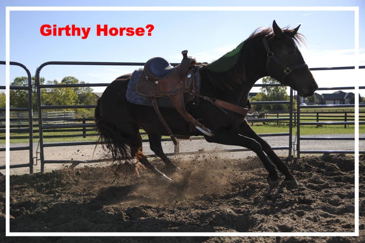 Girthy Horses Where Does My Horse Hurt?