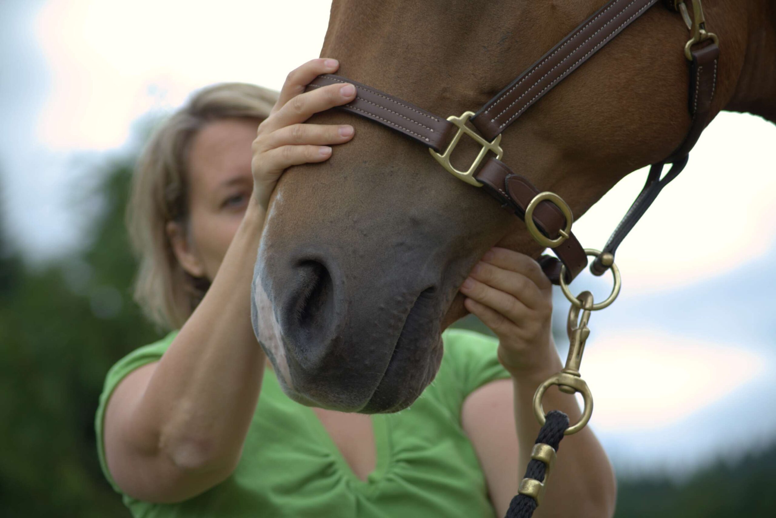 Best Bit For Horse With Tmj at Clyde Peyton blog