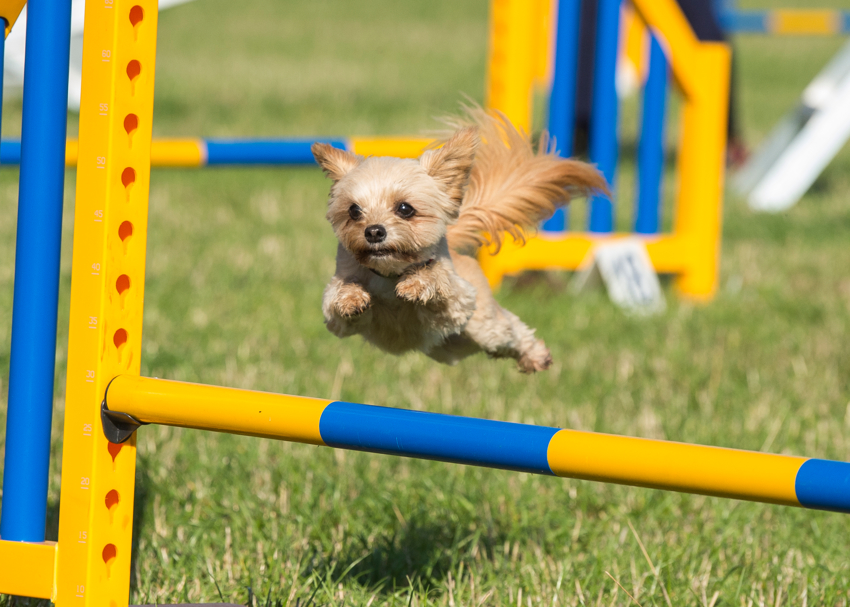 Wallingford Dog Training Club Dog Agility Training