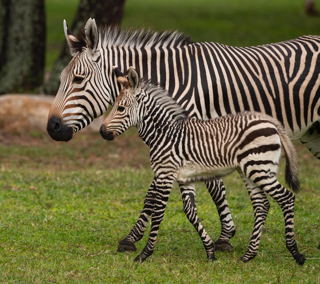 PHOTOS Baby Zebra Born at Disney's Animal Kingdom Lodge WDW News Today
