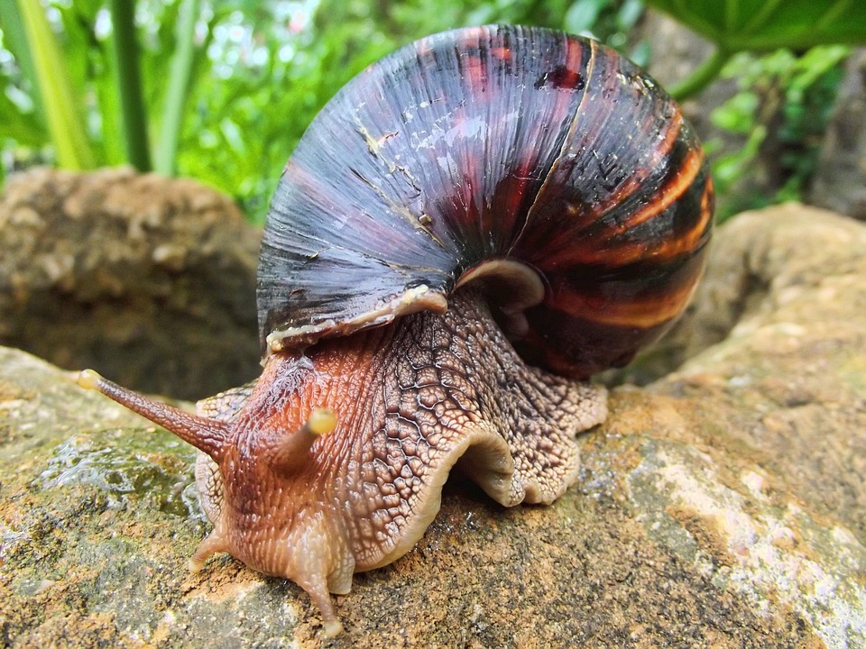 Snail Farming For Beginners (List of Snail Feed In Nigeria) Wealth Result