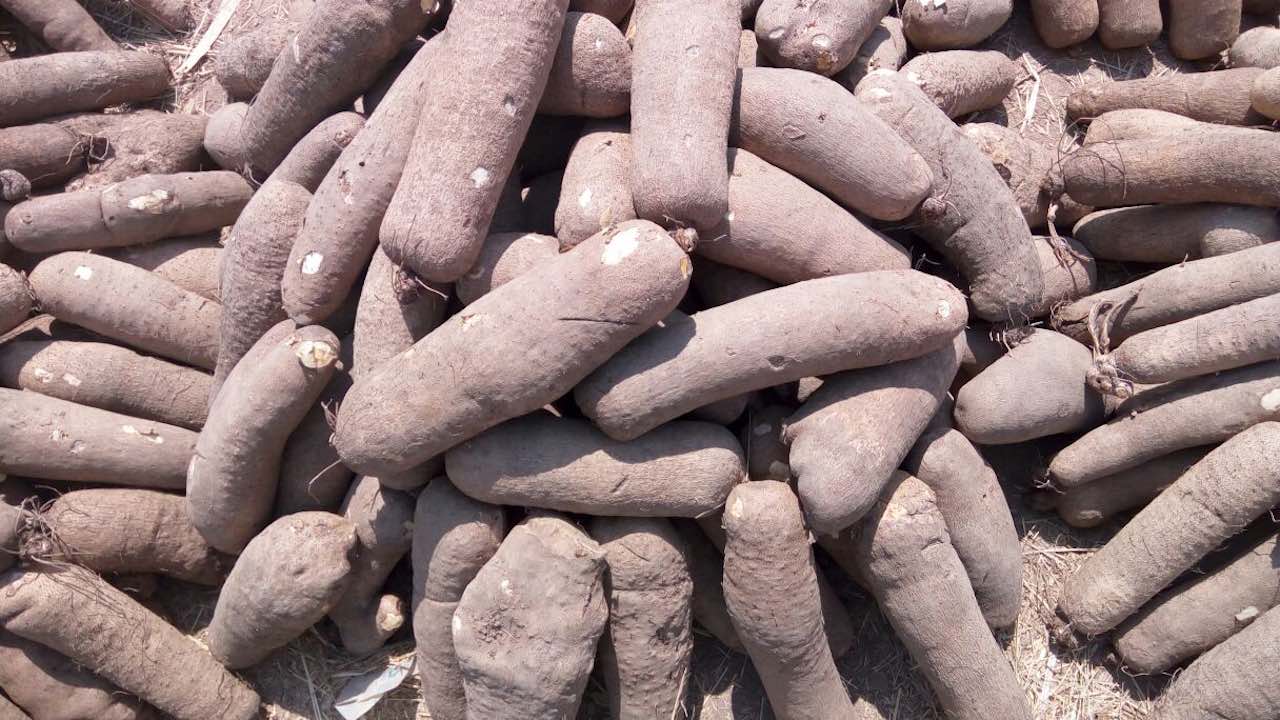 How To Start Exporting Yam To Oversea From Nigeria Wealth Result