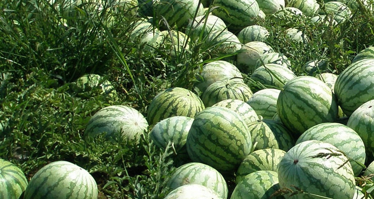 Best Ways To Start Watermelon Farming in Nigeria Wealth Result