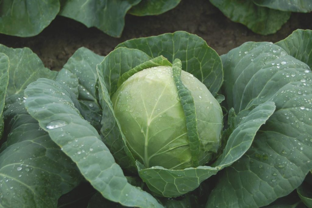 How to a Cabbage Farmer in Nigeria Easily Wealth Result