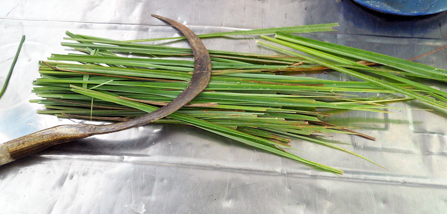 10 Health Benefits of Lemon Grass and Medical Use! Wealth Result