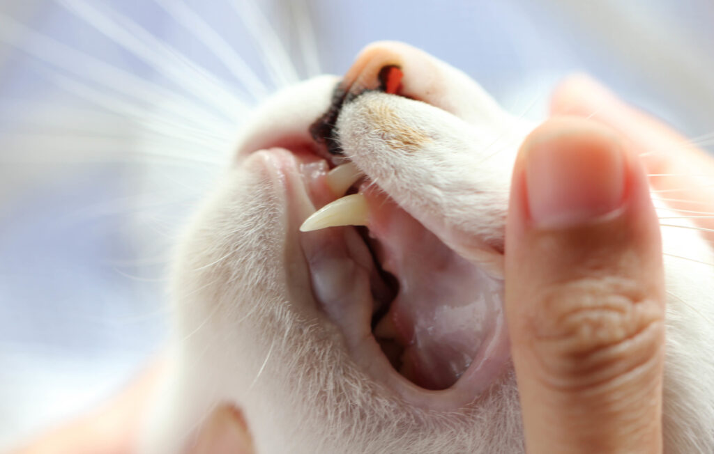 44 Top Photos Cat Has Bad Breath And Red Gums Gingivitis In Cats