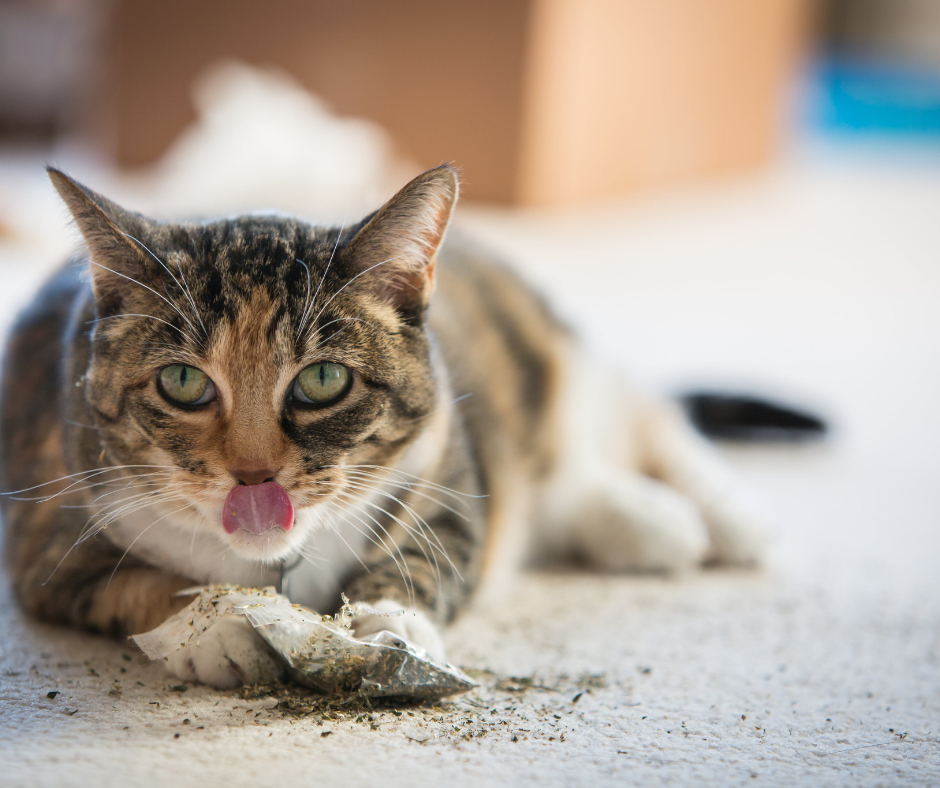 What Is Catnip and Is It Safe for Your Cat? All About Cats