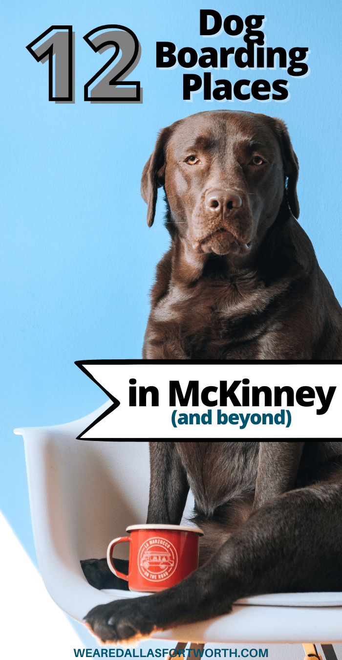 12 Dog Boarding Places in McKinney for the Devoted Dog Mom We Are